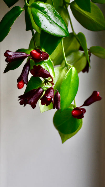 Aeschynanthus Mona Lisa