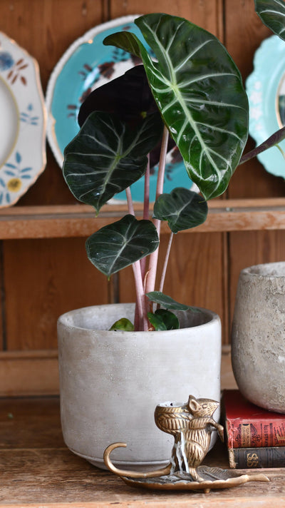 Alocasia Calidora (Pink Dragon Alocasia)