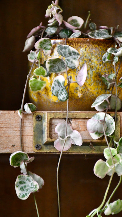 Variegated String of Hearts | Ceropegia woodii | Ceropegia linearis subsp. woodii