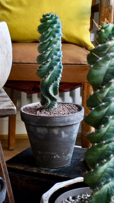 Medium Cereus Forbesi Spiral (Spiral Cactus)