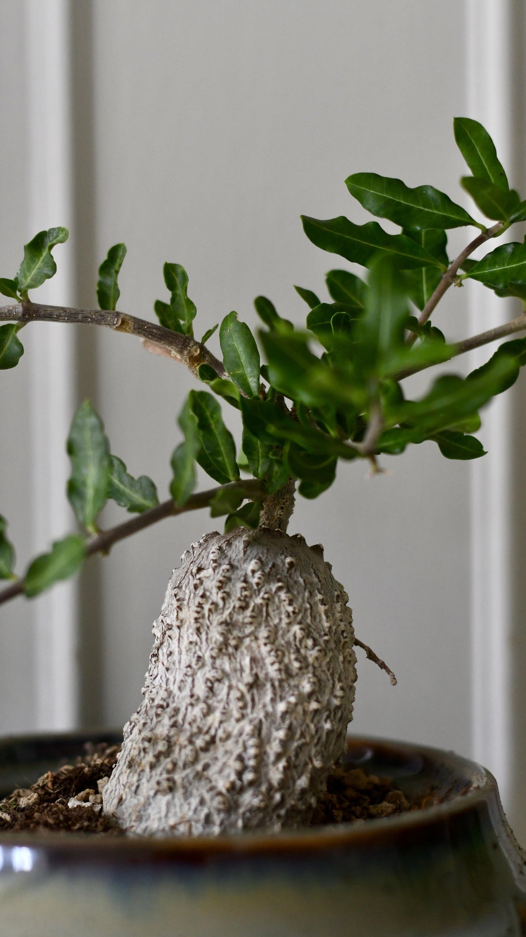 Fockea Edulis | Rare Houseplants