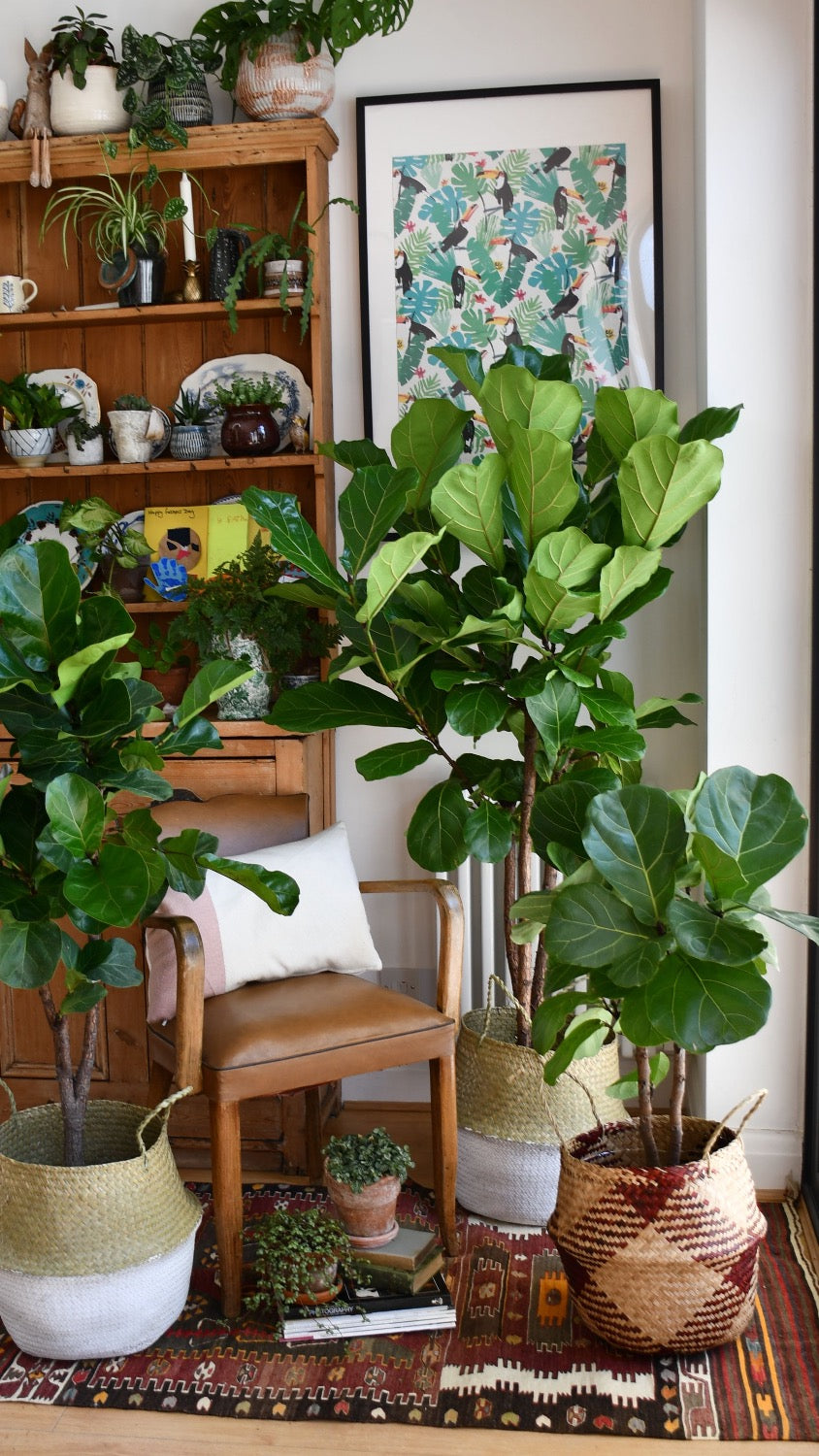 Fiddle Leaf Fig Tree - Ficus Lyrata - Branched