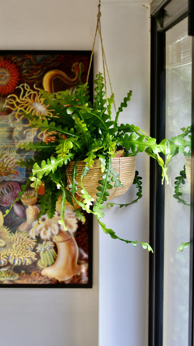 Large Epiphyllum Anguliger