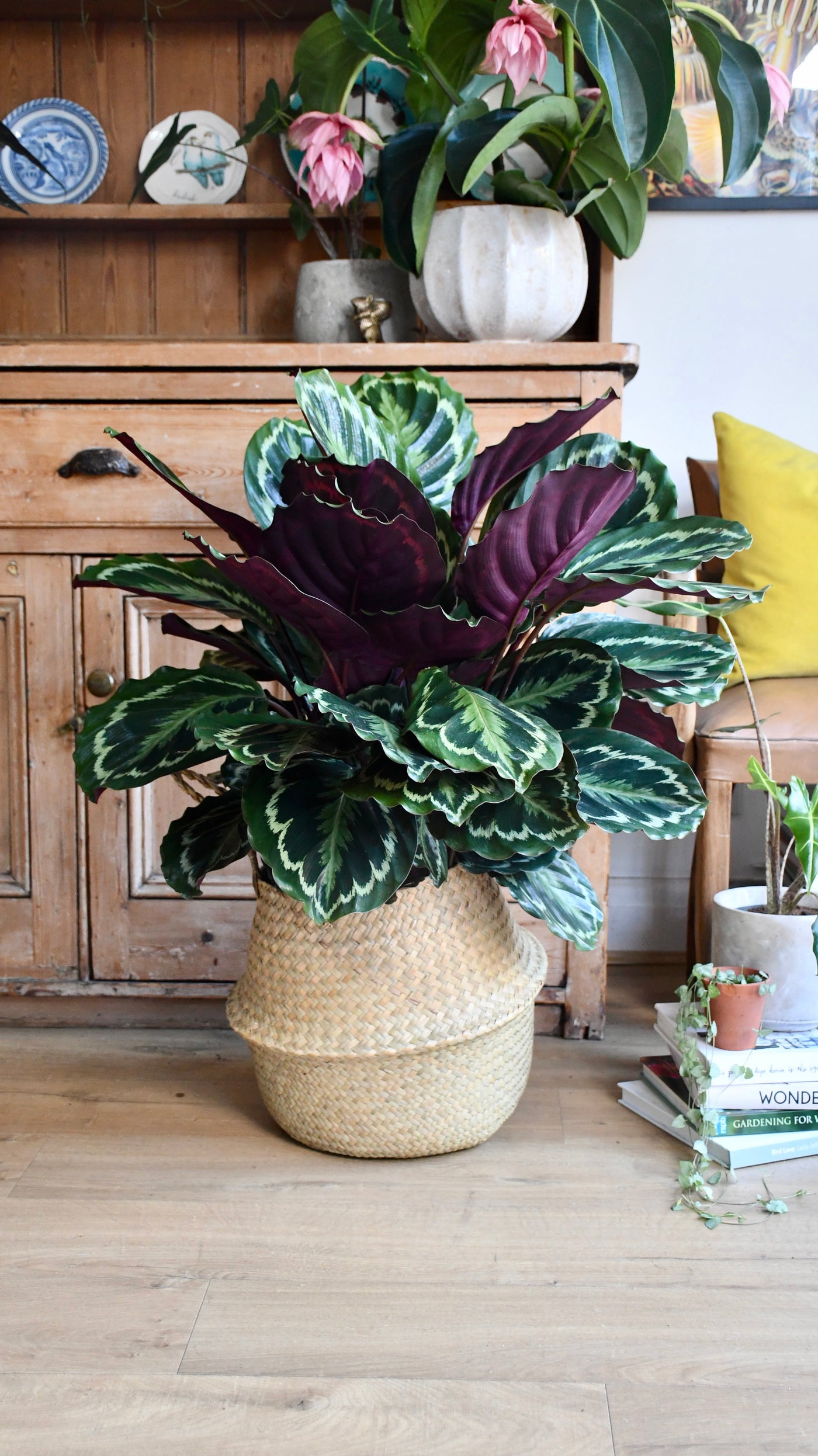 XL Calathea Roseopicta 'Medallion'