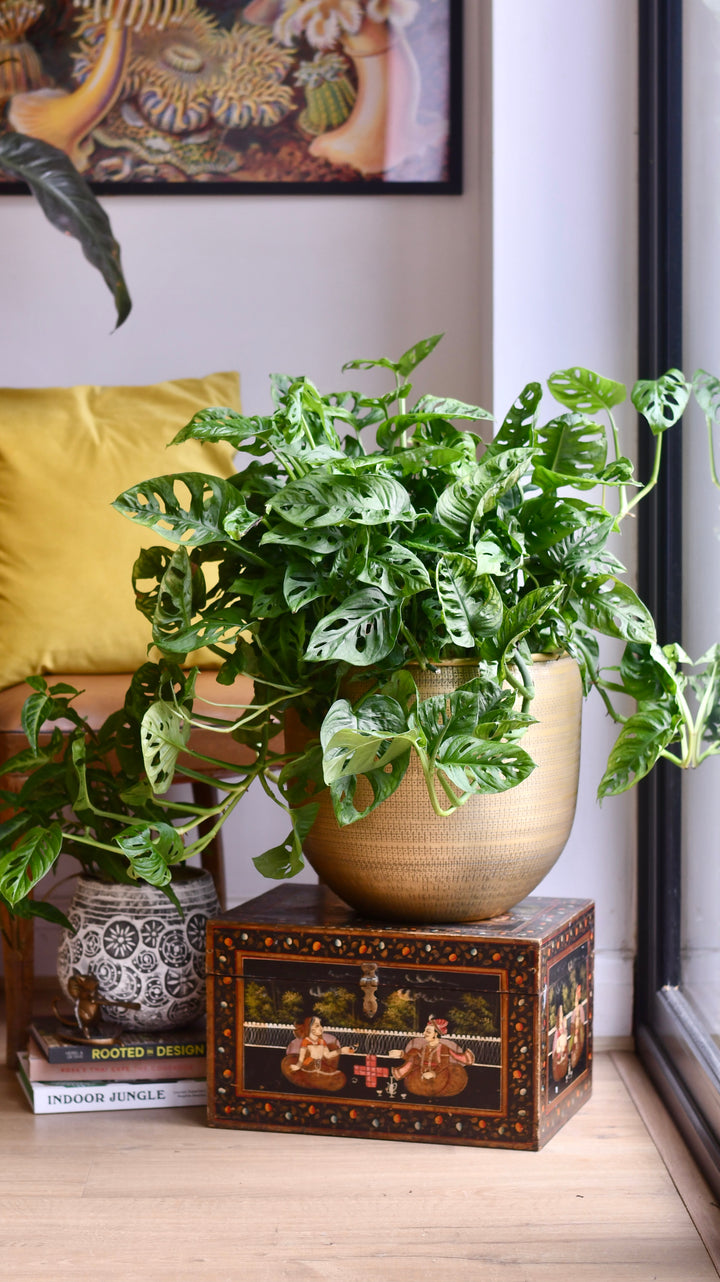 XL Monstera Obliqua 'Monkey Mask' – Happy Houseplants