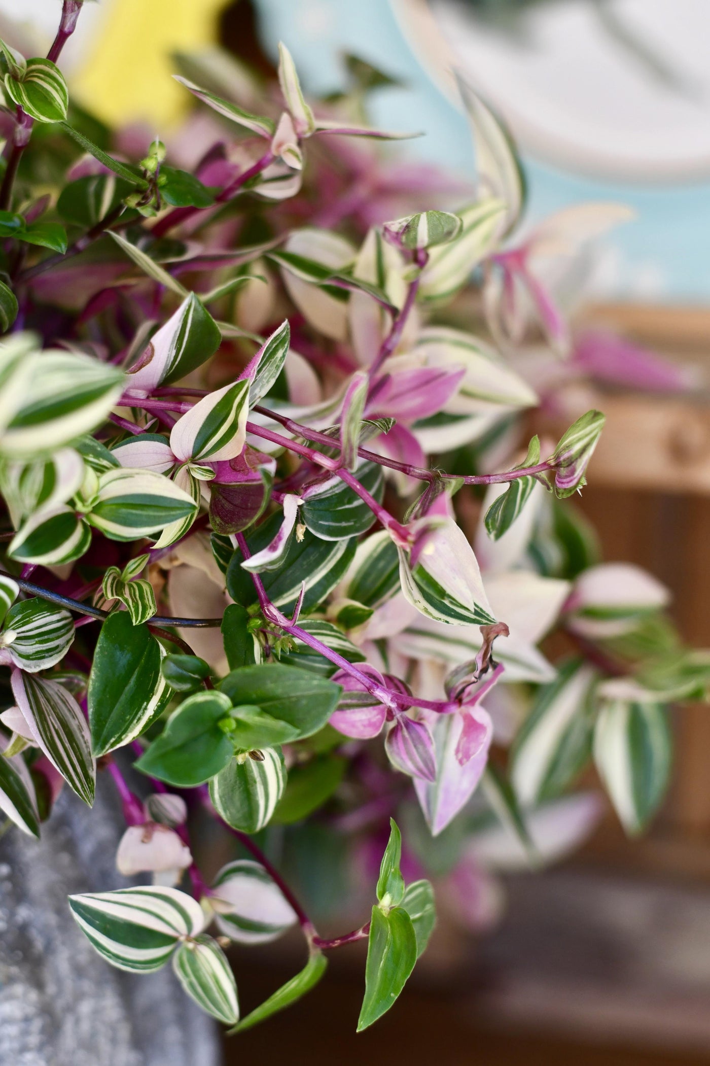 Tradescantia Fluminensis