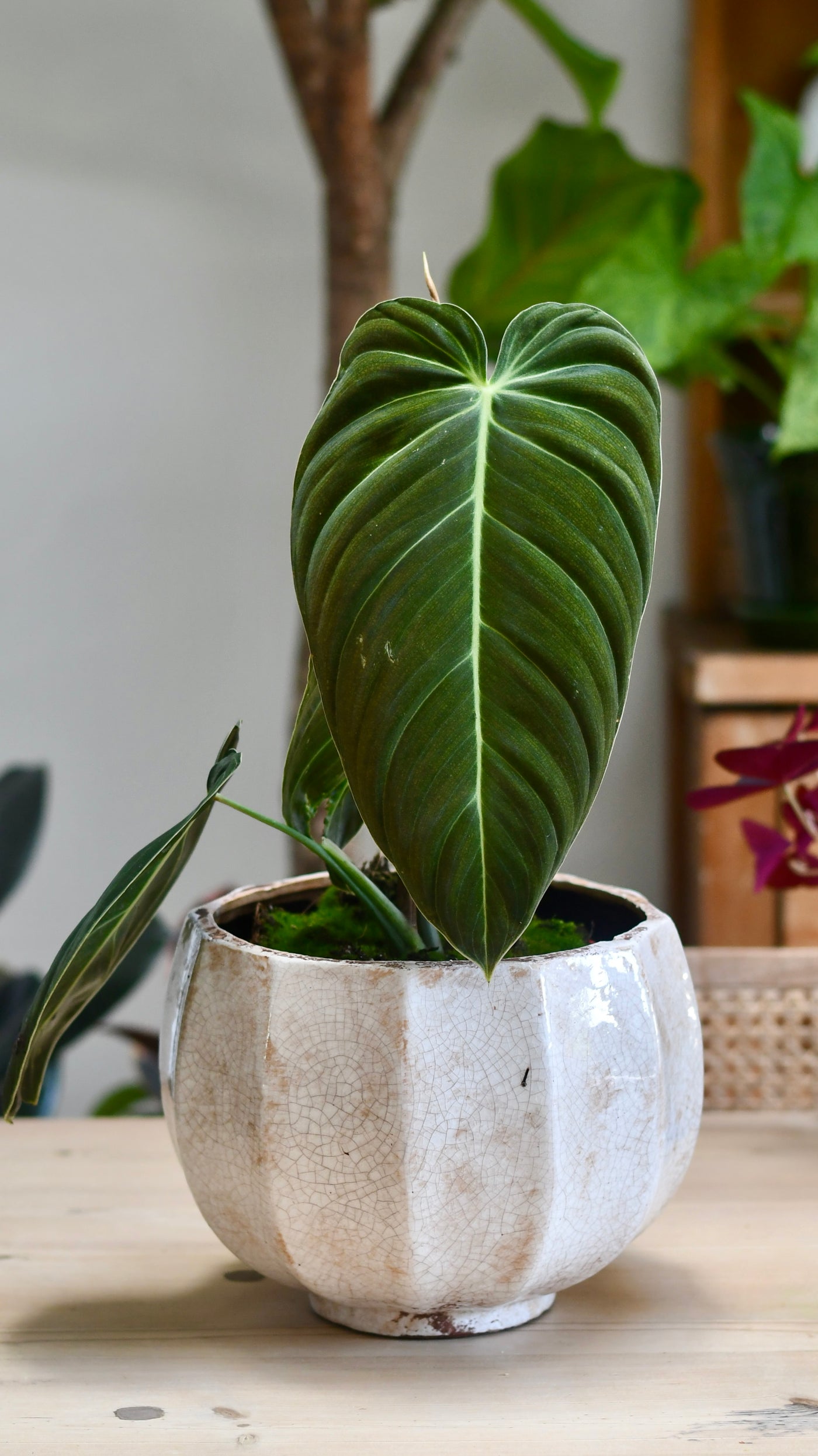 Philodendron Melanochrysum