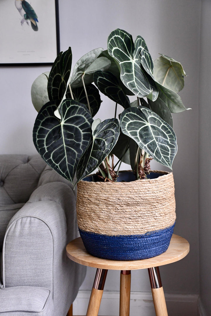 anthurium clarinervium uk buy Large Anthurium Clarinervium – Happy Houseplants