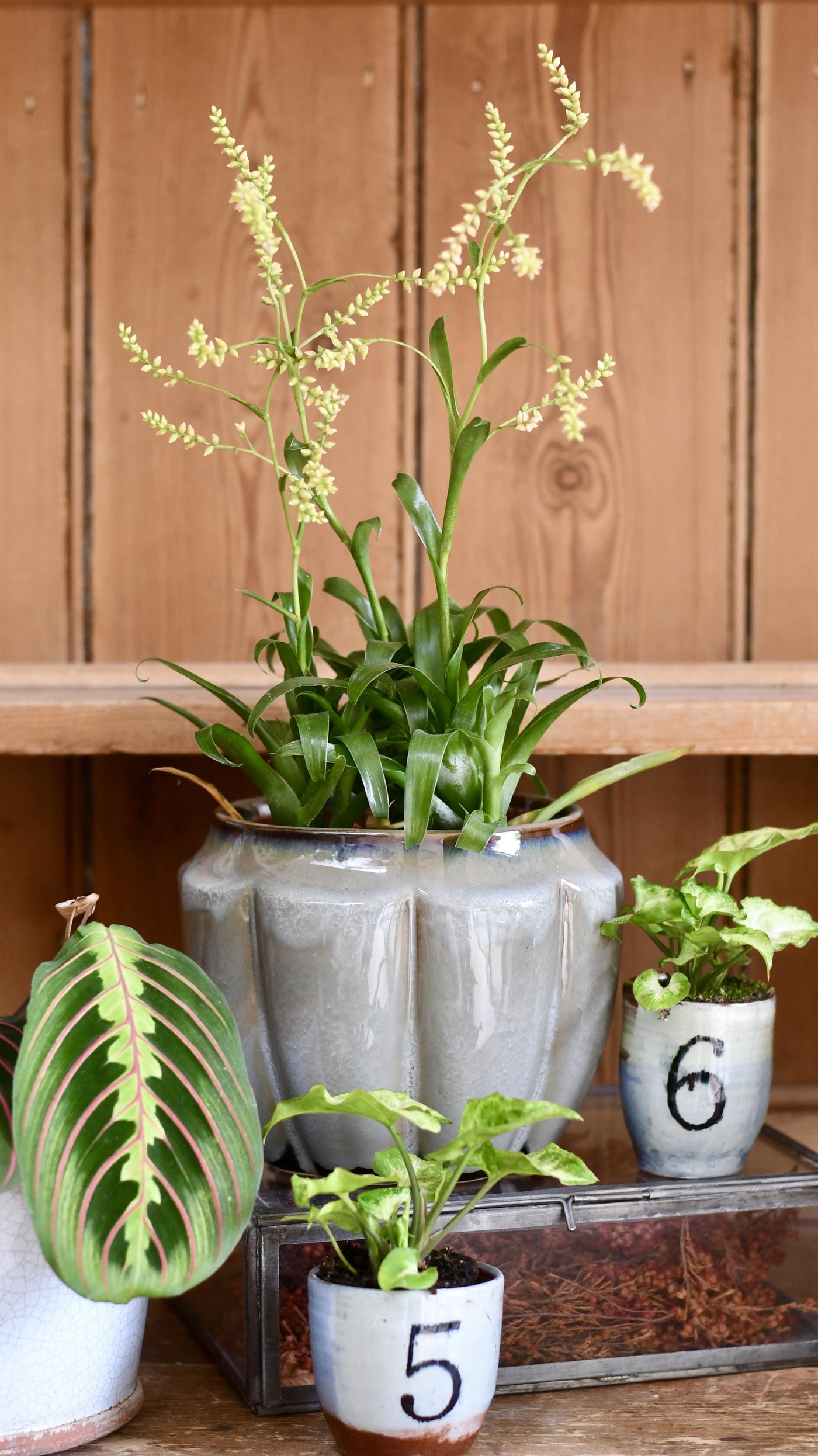 Morreniana Catopsis Tillandsia