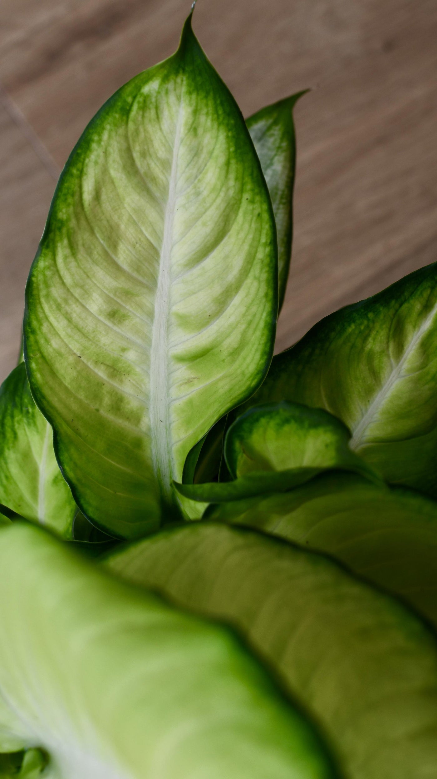 Dieffenbachia Summer (Dumb cane or Leopard Lily)