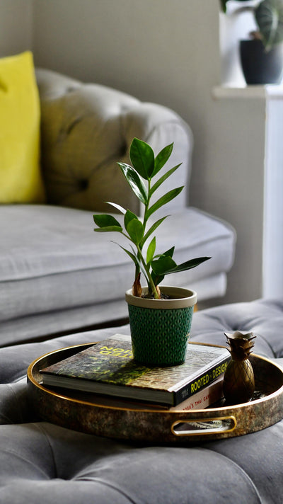 Baby Zamioculcas Zamiifolia