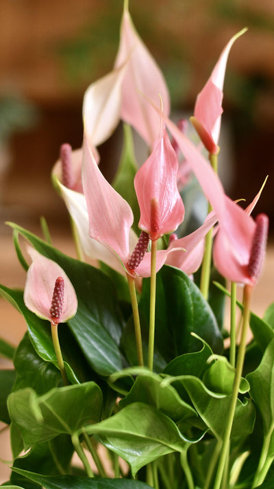 Small Anthurium Lilli & White Plant Pot