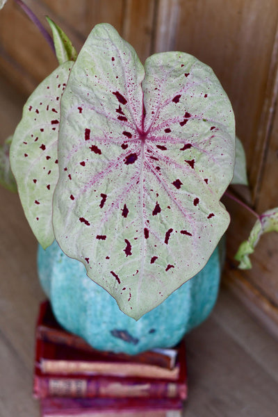 Caladium Miss Muffet