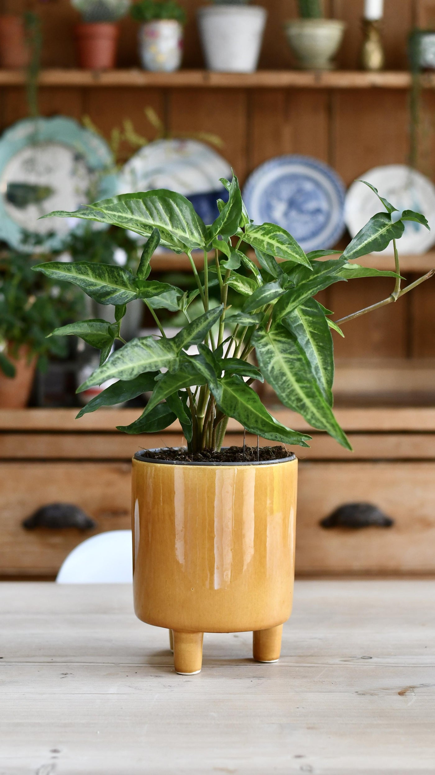 indoor plants with long narrow leaves Syngonium podophyllum "Narrow Leaf" – Happy Houseplants