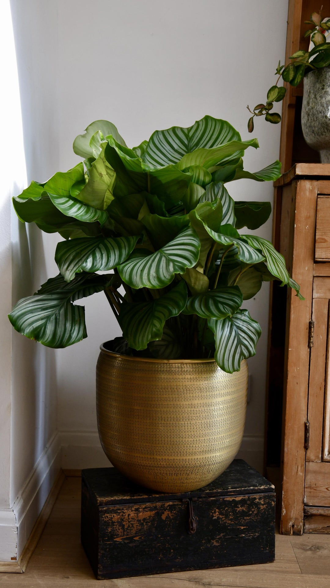 calathea plant indoor Calathea Orbifolia | Indoor Plants Delivered