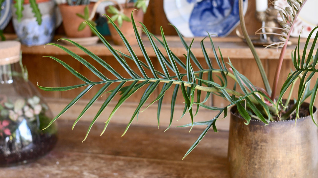 Philodendron Tortum | Rare Houseplants | Happy Houseplants  Happy  Houseplants