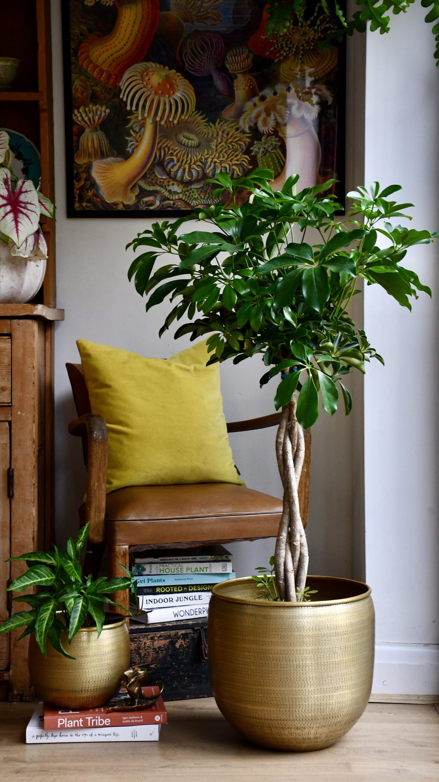 The Umbrella Tree or Schefflera plant