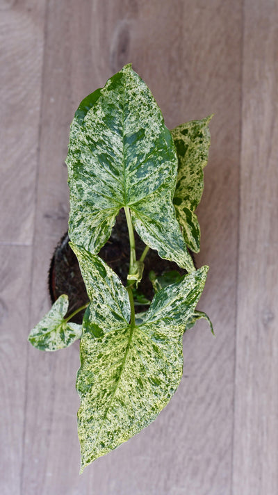 Syngonium Mottled | Mojito