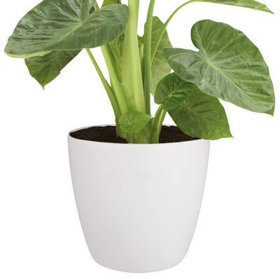 Brussels Round Plant Pot 30cm