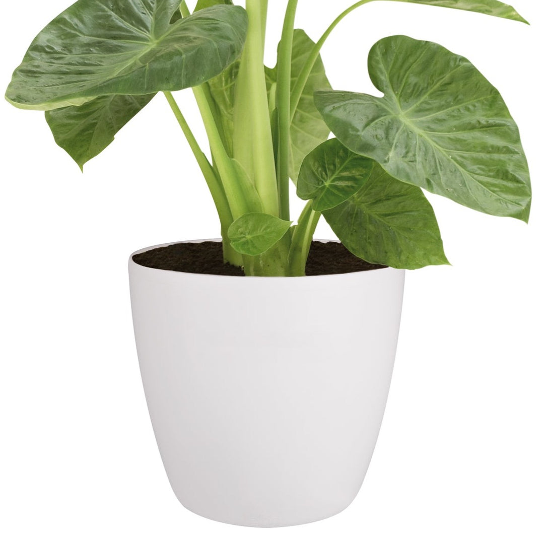 40cm indoor plant pot Brussels Round Plant Pot 40cm (Large Indoor Plant Pots) – Happy Houseplants
