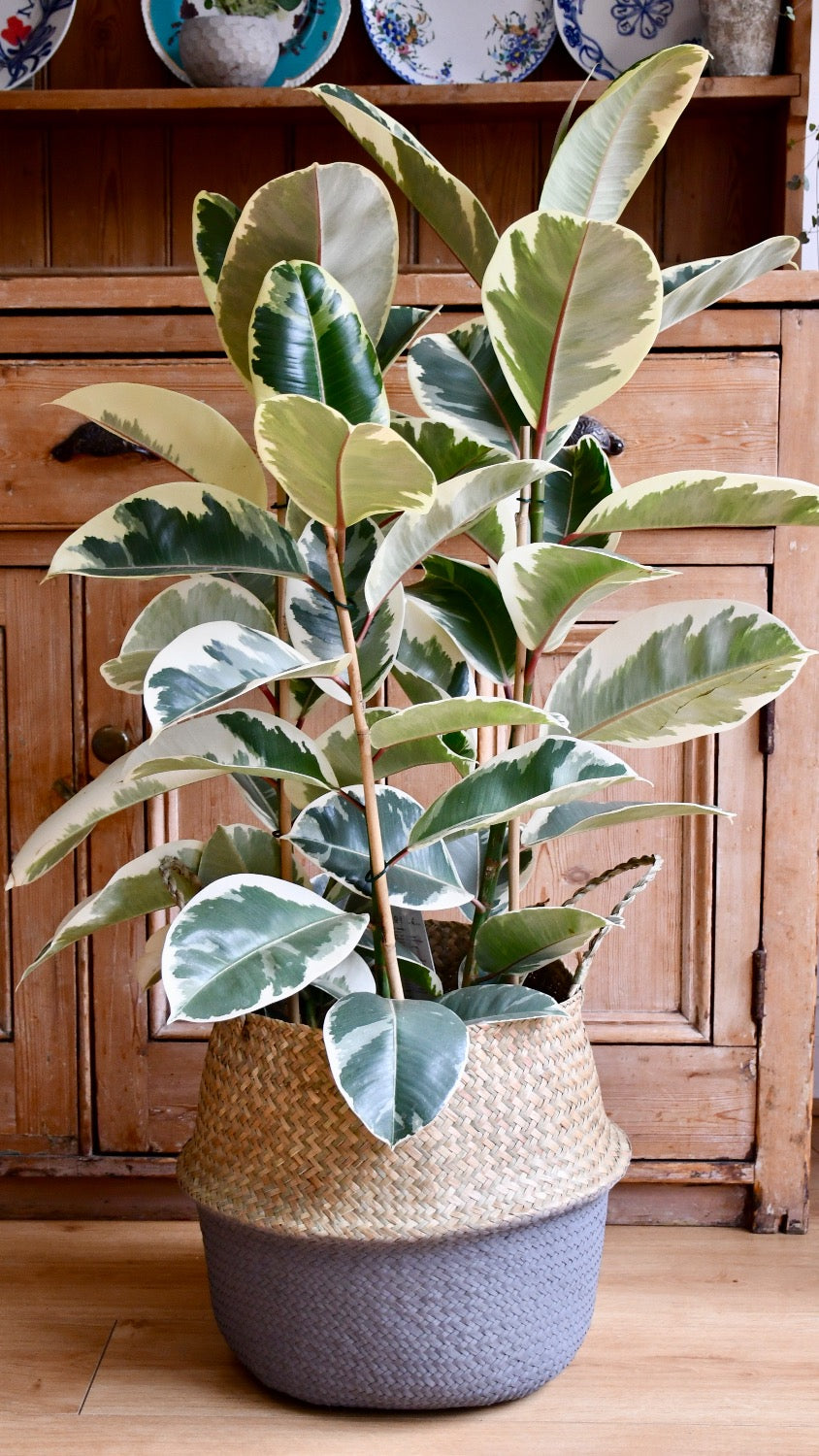 Ficus Tineke, Variegated Rubber Plant,