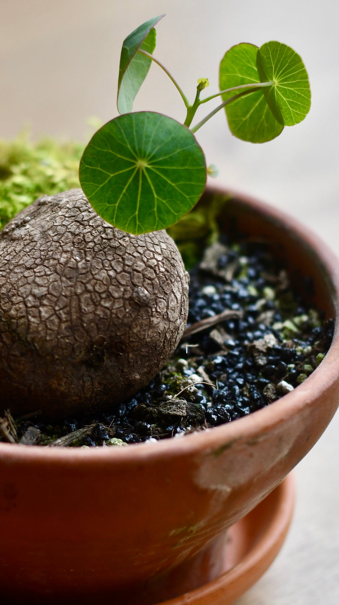 Stephania Erecta | Rare indoor Plants