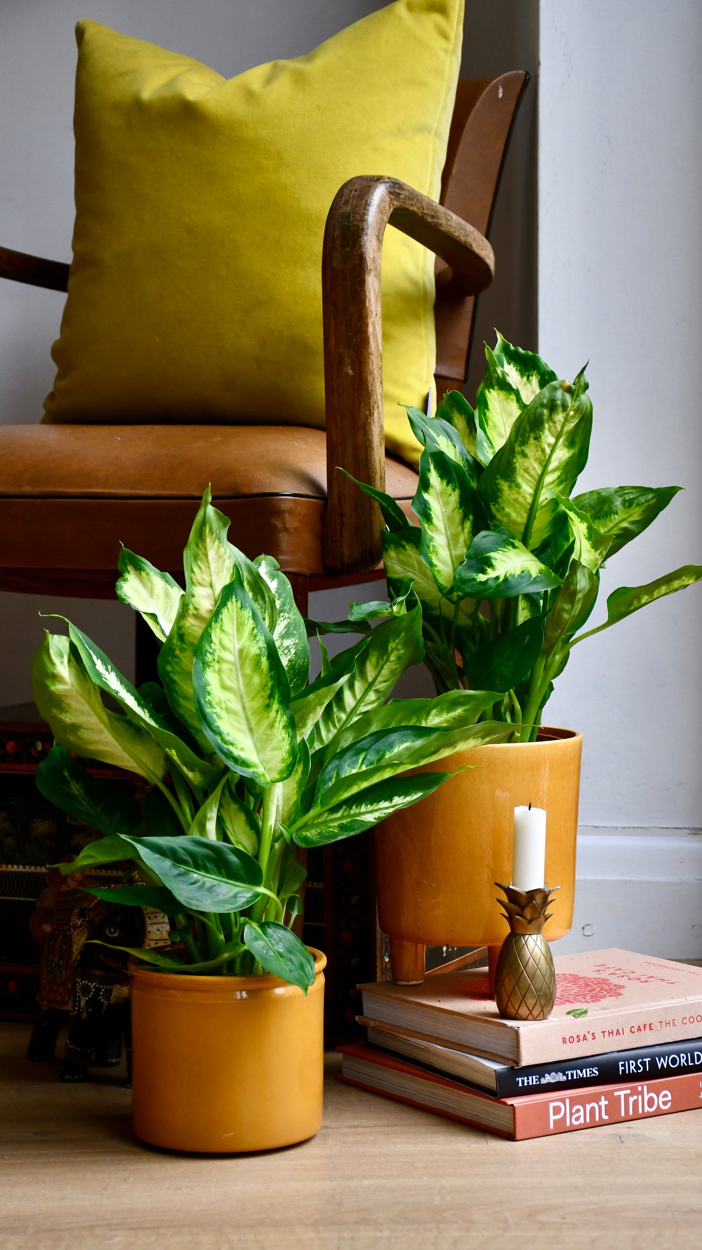 Dieffenbachia Camilla - Dumb Cane