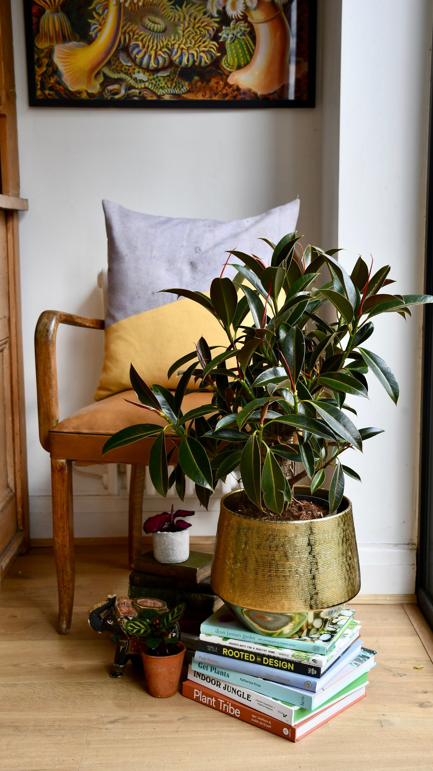 melany rubber tree Ficus Melany Mangrove - Rubber Plant