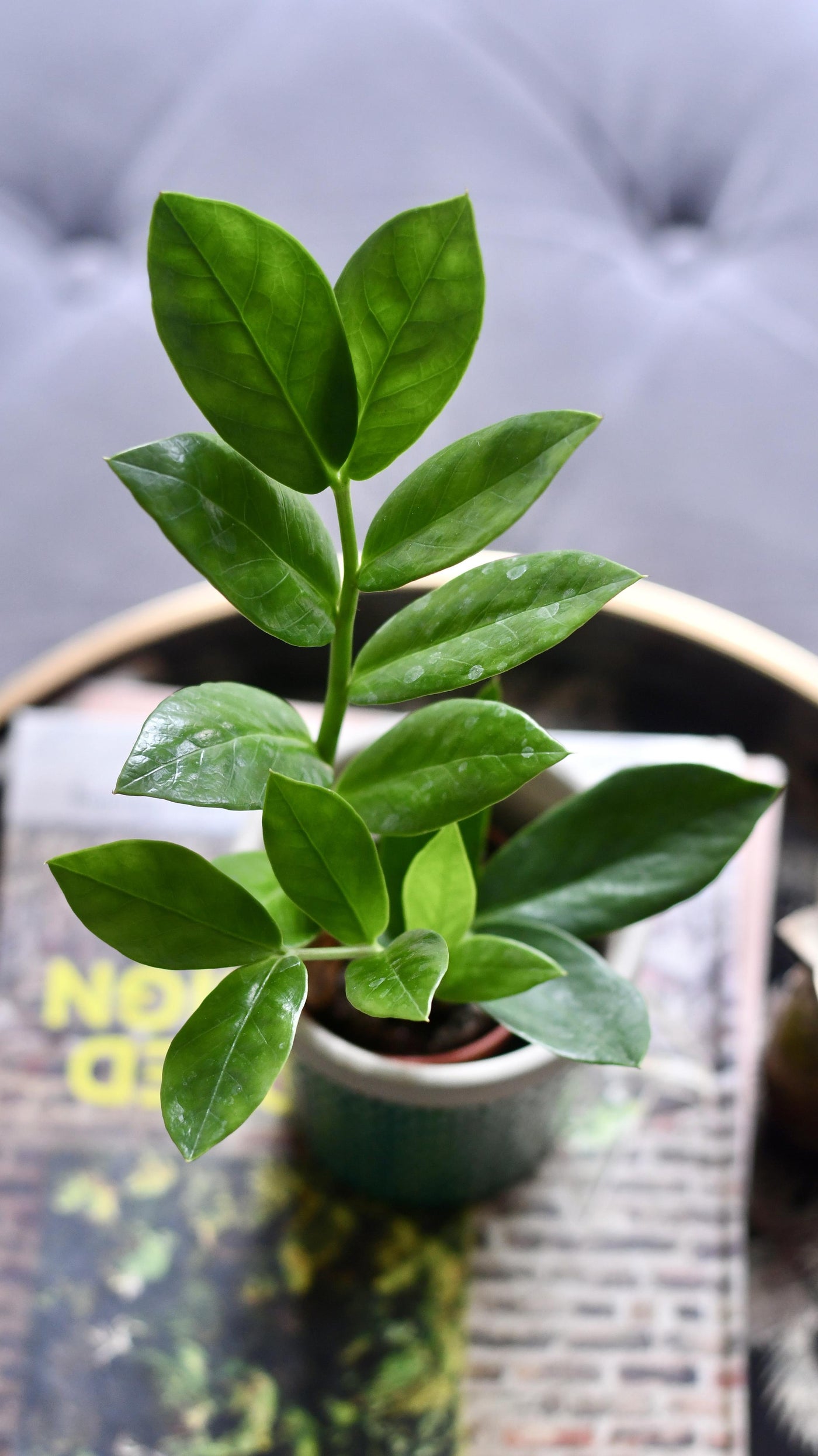 Baby Zamioculcas Zamiifolia