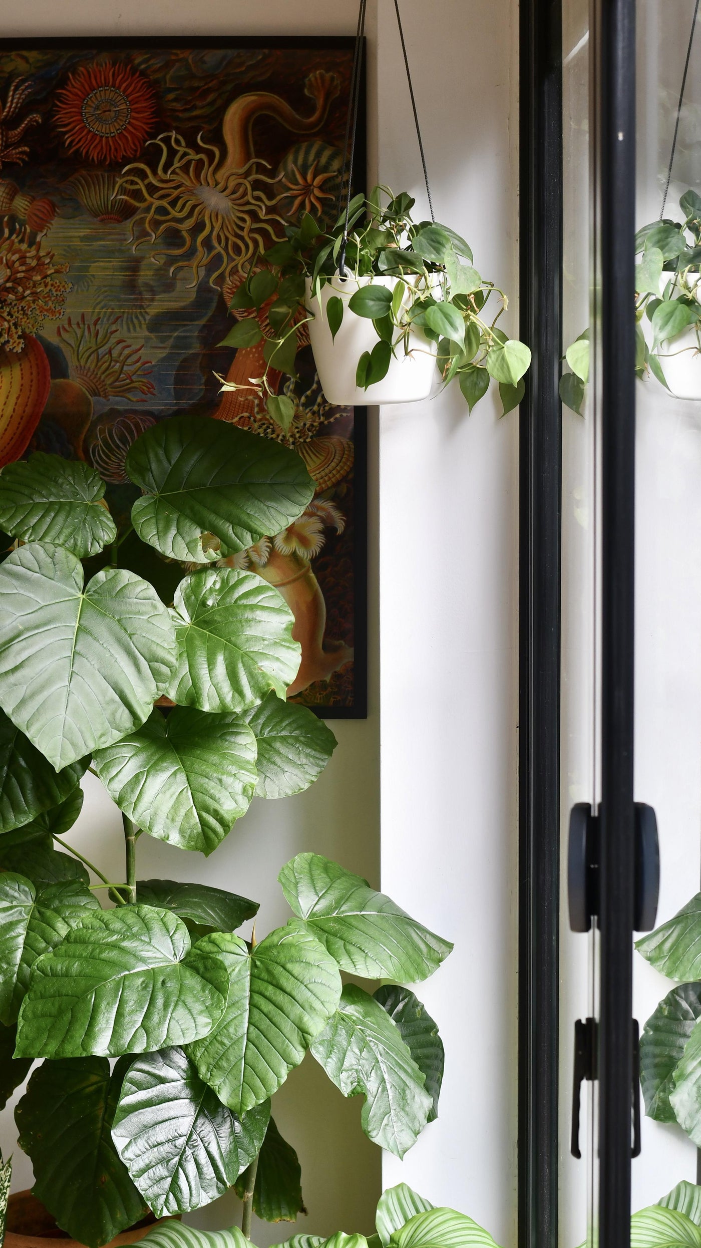 Philodendron Scandens & Brussels Hanging Basket