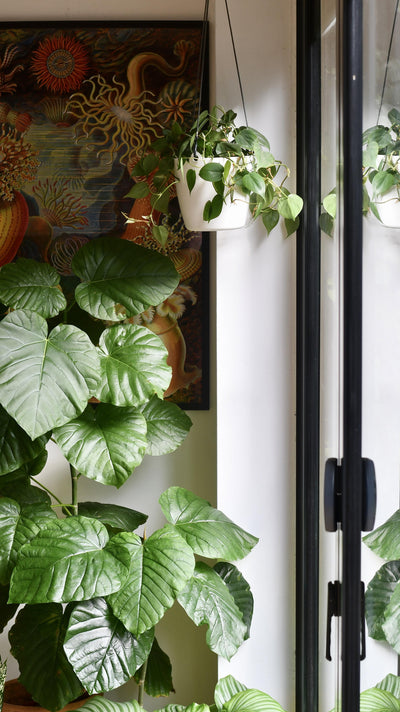 Philodendron Scandens & Brussels Hanging Basket