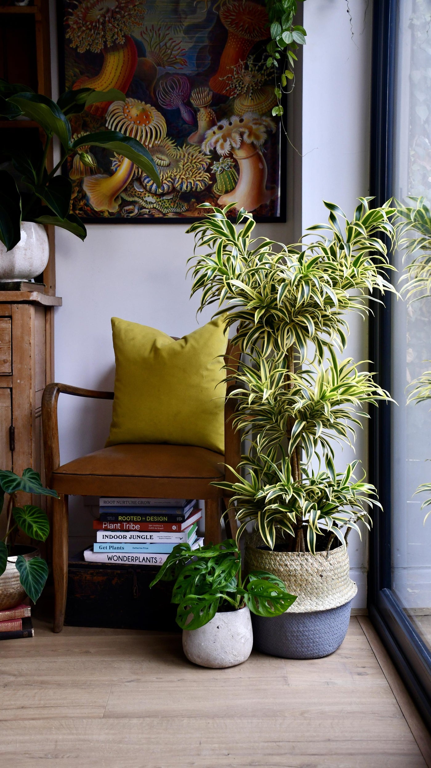 Dracaena Reflexa Song of India