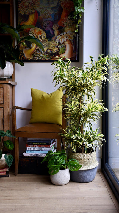 Dracaena Reflexa Song of India