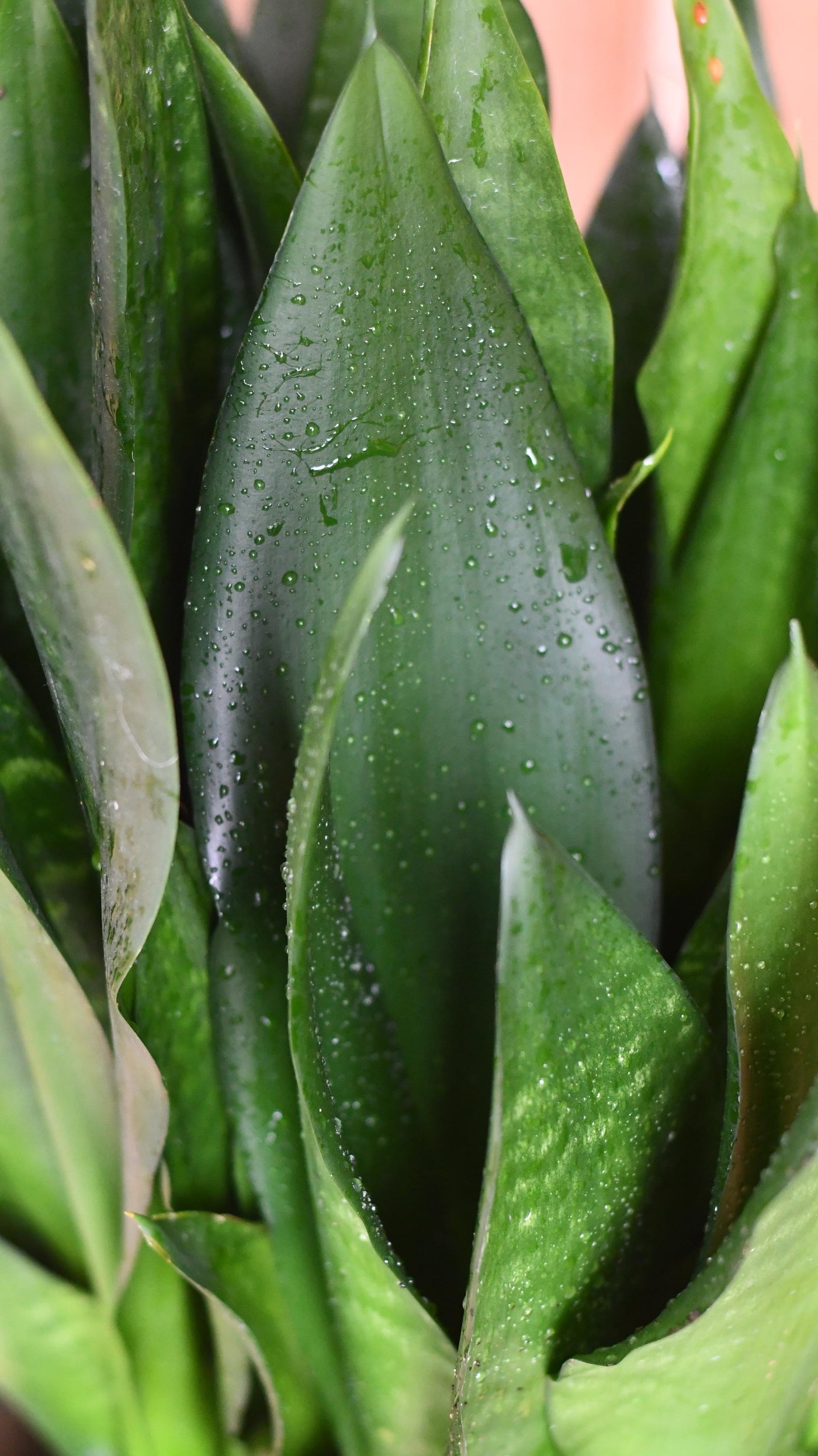 Sansevieria Trifasciata Black Dragon