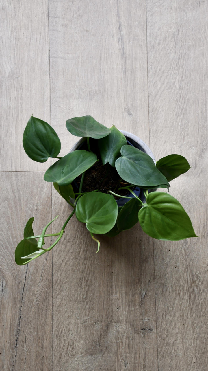 buy split leaf philodendron uk Small Philodendron Scandens – Happy Houseplants