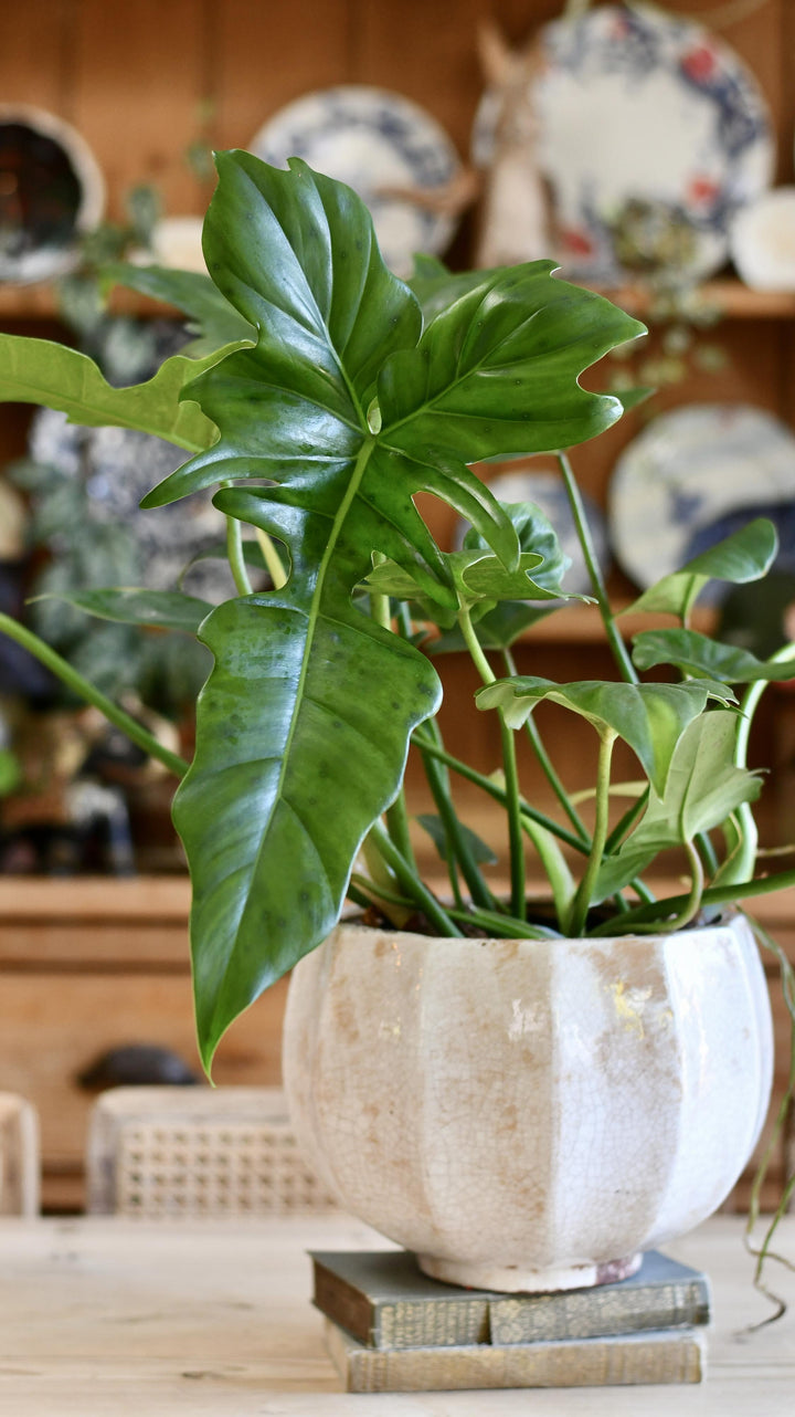 philodendron dragon Philodendron Green Dragon | Rare Plants