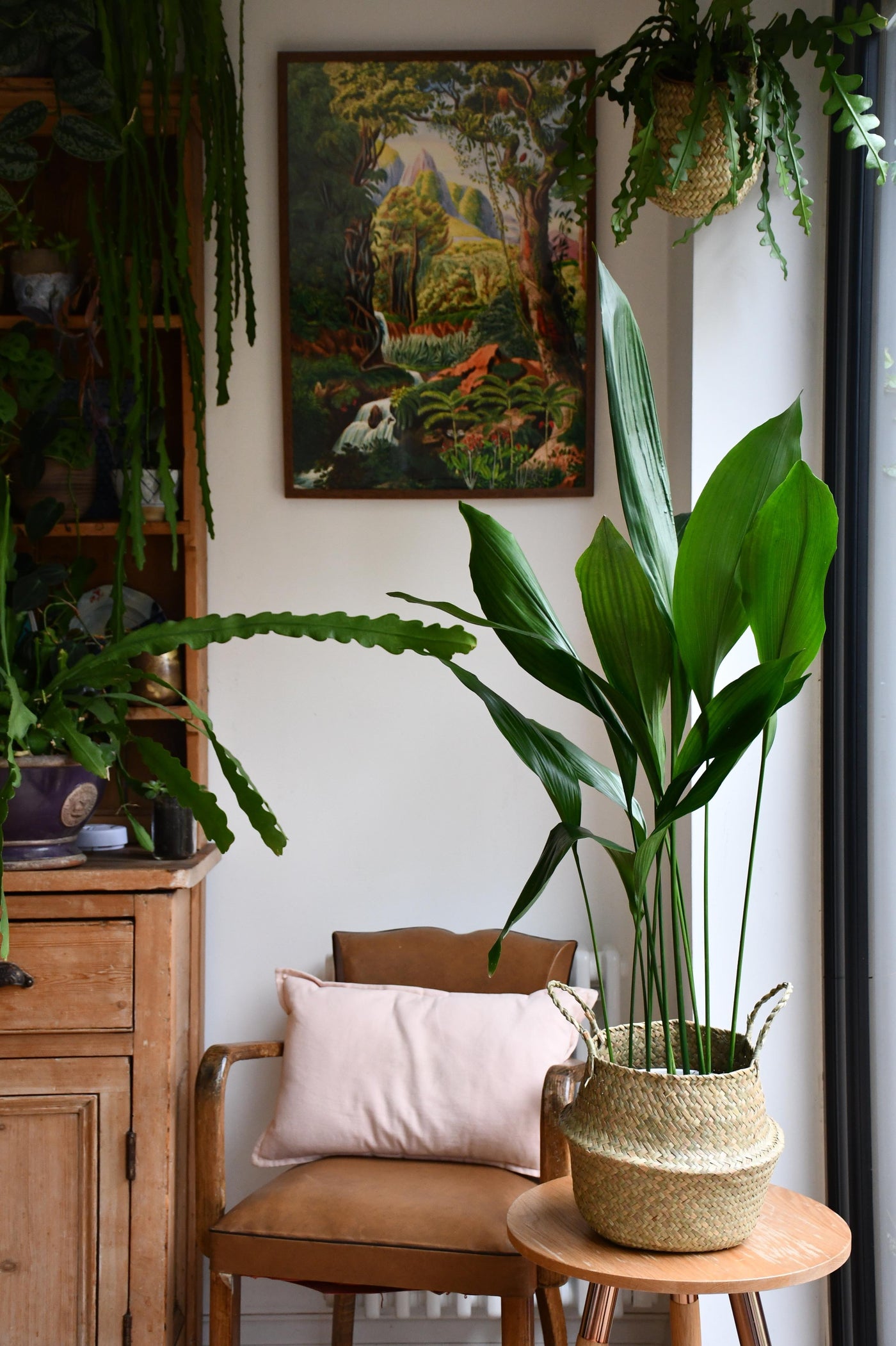 XL Aspidistra Elatior (Cast Iron Plant)