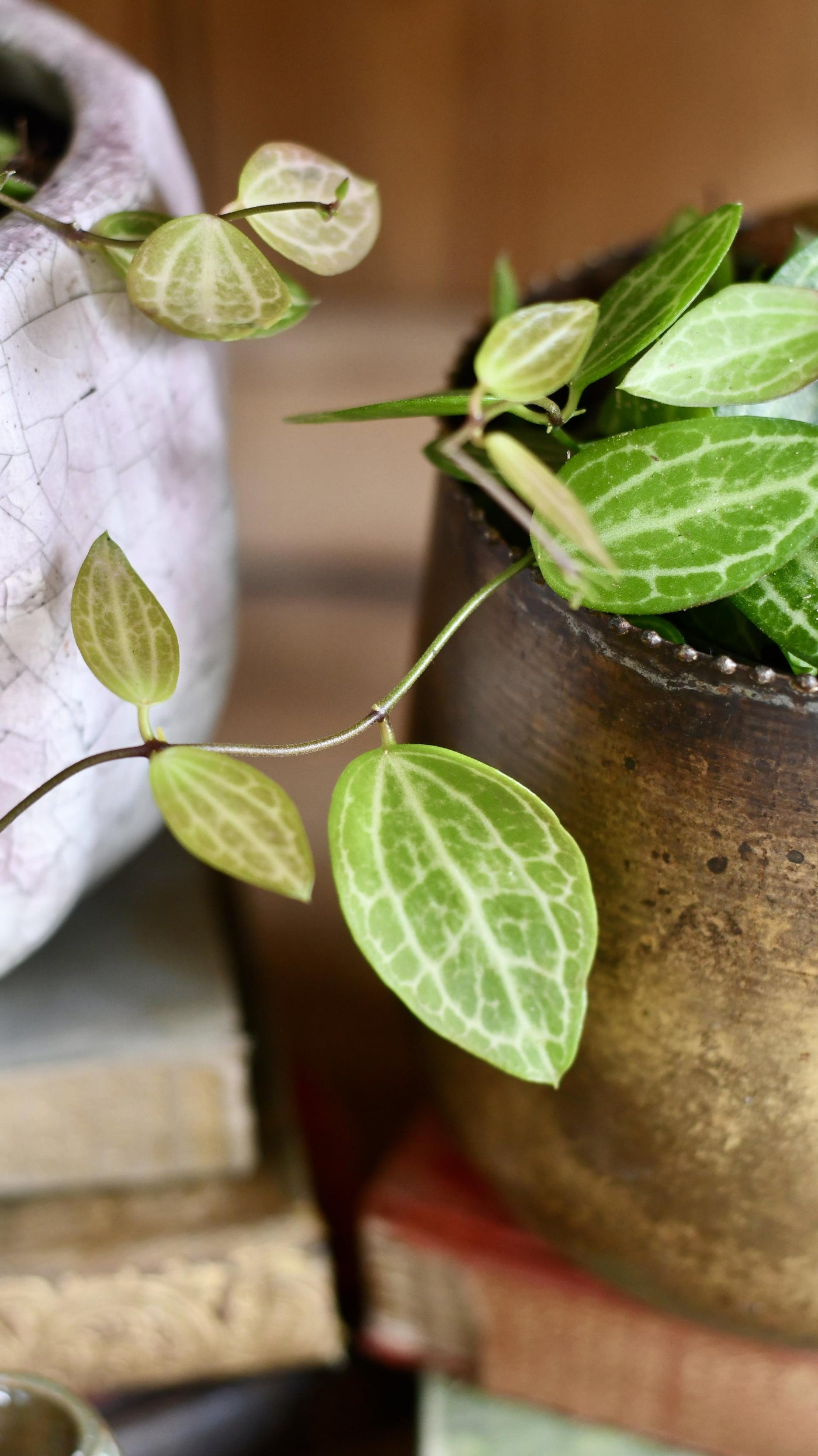 Dischidia Ovata (Watermelon Dischidia)