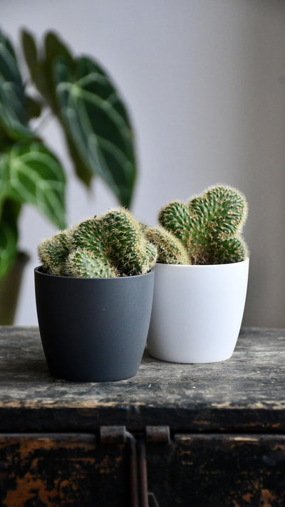 Baby Hildewintera Crestata & Pot