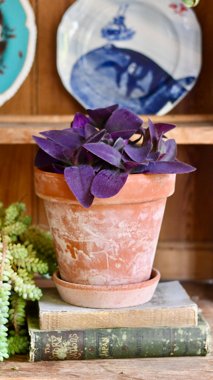 purple house plants uk Tradescantia pallida 'Purpurea' | Purple Heart