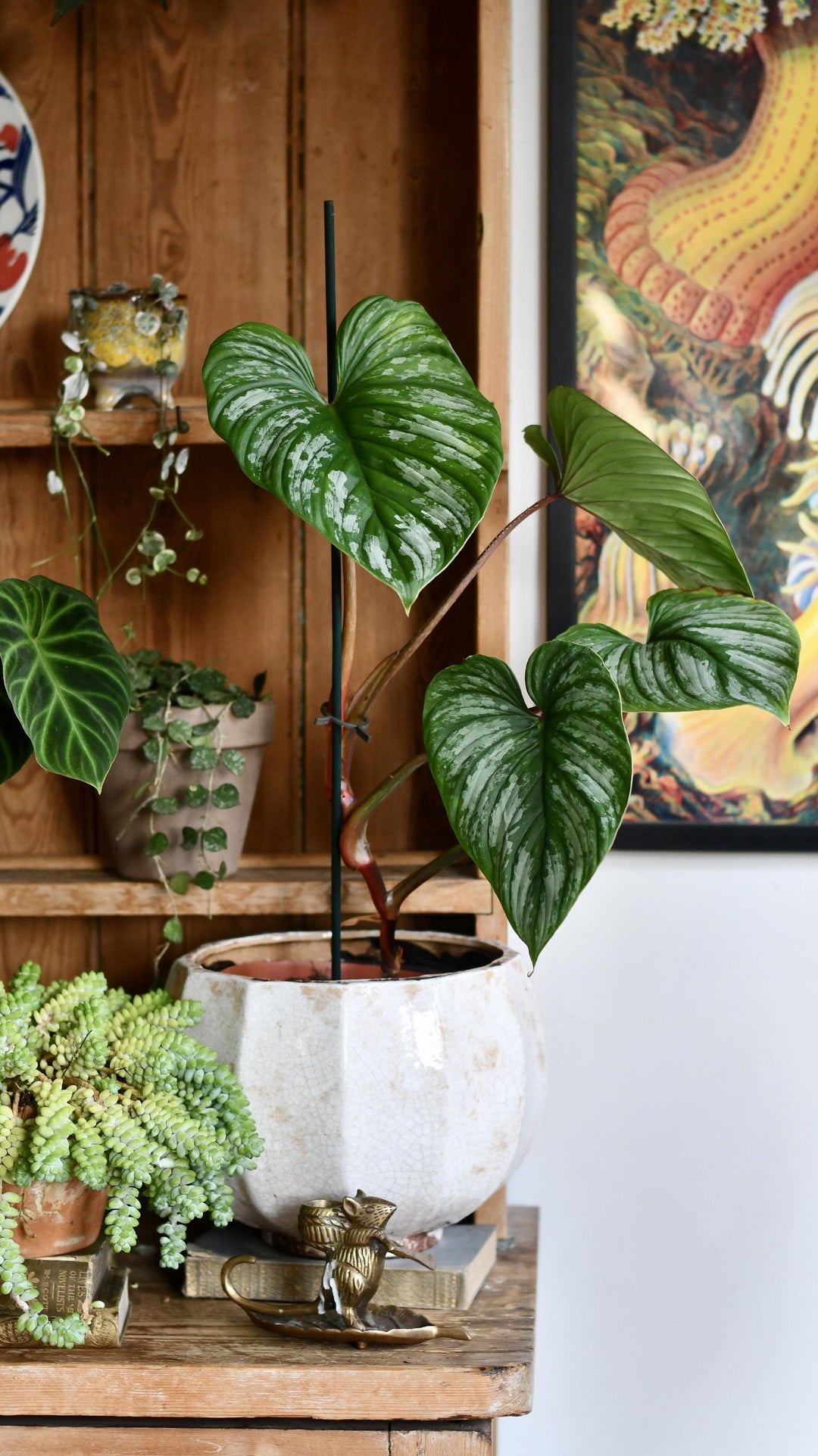 caring for an philodendron mamei Philodendron Mamei | Rare Indoor Plants