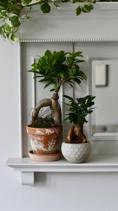 ginseng ficus bonsai tree ficus retusa Ficus Retusa | Ginseng Bonsai Tree