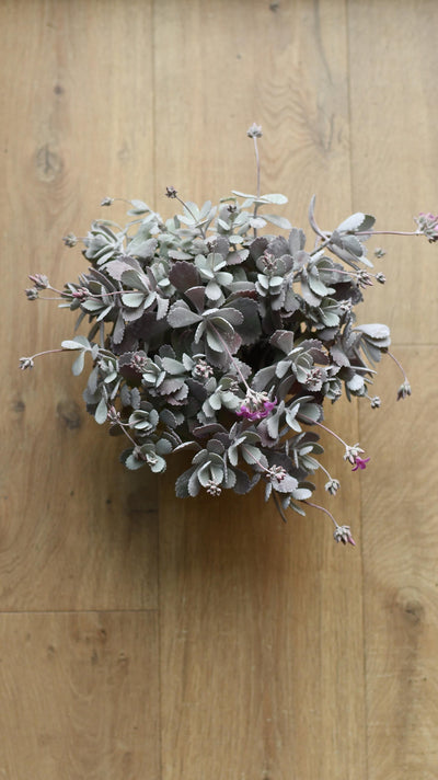 Kalanchoe pumila (Flower Dust Plant)