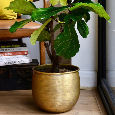 Tembesi Etched Planter Large Brass