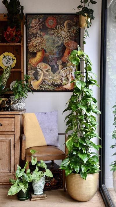 Epipremnum pinnatum Aureum (Pothos, Devils Ivy)