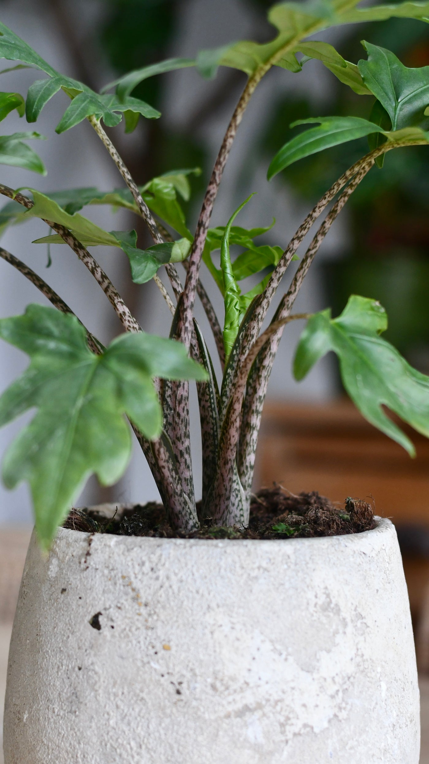 Alocasia Brancifolia