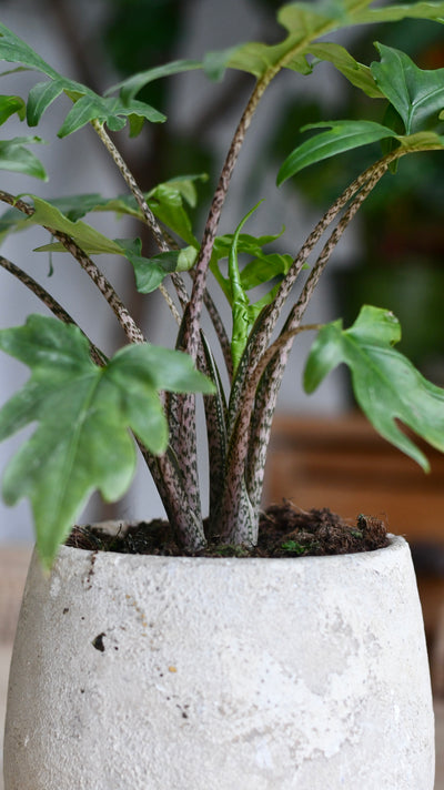 Alocasia Brancifolia