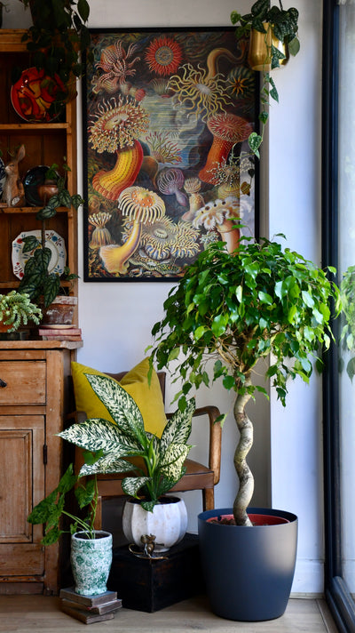 Ficus Exotica Spiral (Weeping Fig, Ficus Benjamina)