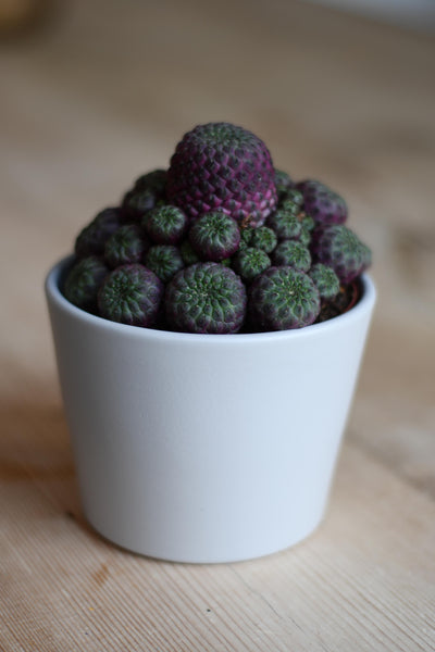 Sulcorebutia Rauschii