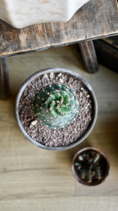 Medium Cereus Forbesi Spiral (Spiral Cactus)